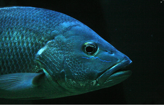 Aquarium